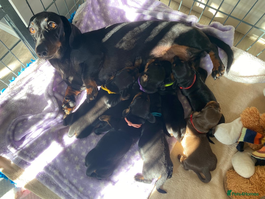 Miniature Dachshund dogs for sale: YOUR FOREVER COMPANION AWAITS  - Image 3
