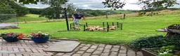 Golden Retriever dogs for sale: Outstanding Litter KC Reg Golden Retriever Puppies - Advert 18