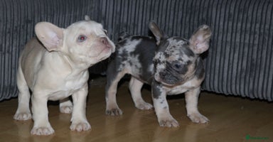 French Bulldog dogs - Advert 20