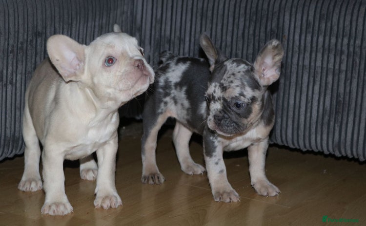 French Bulldog dogs - Advert 12