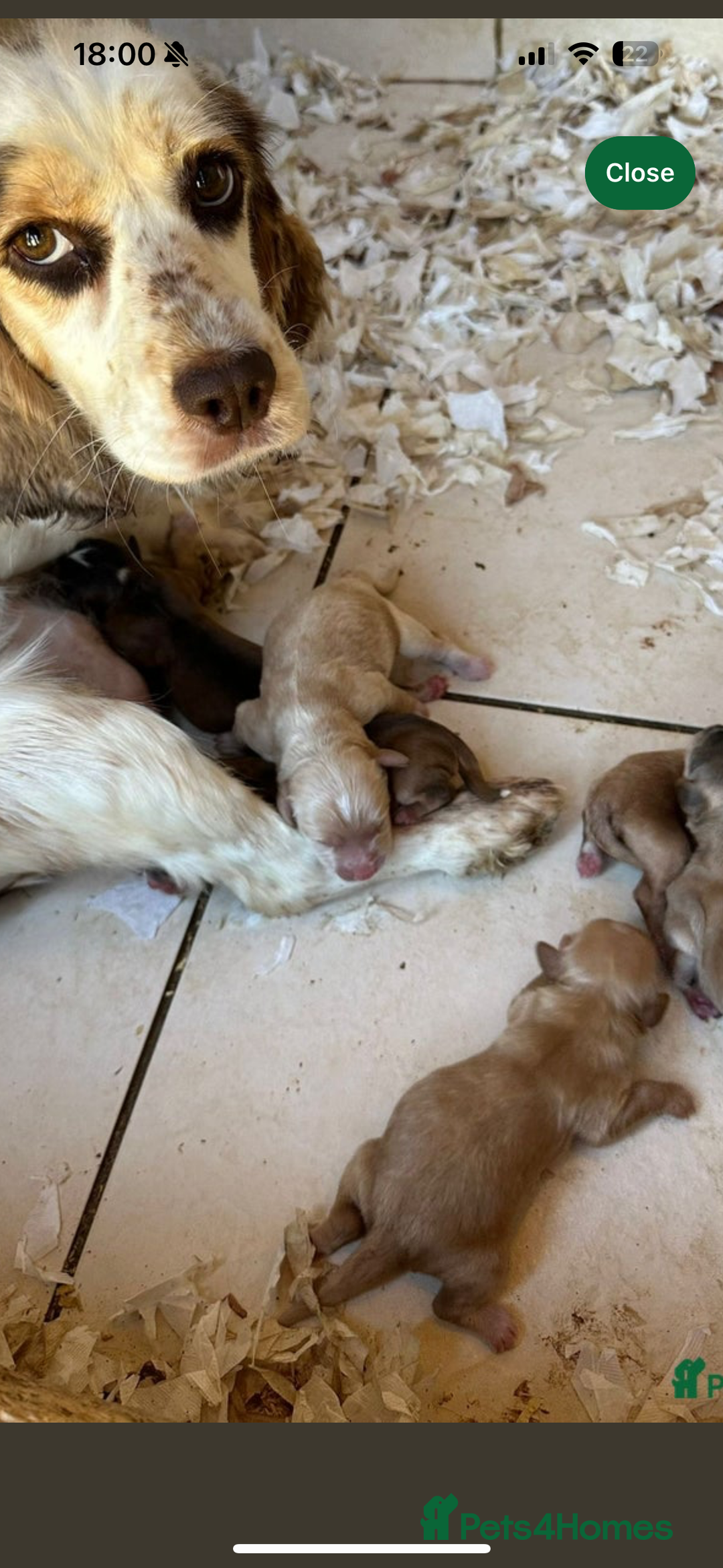 Cockapoo dogs for sale: Beautiful male cockapoo  - Advert 2