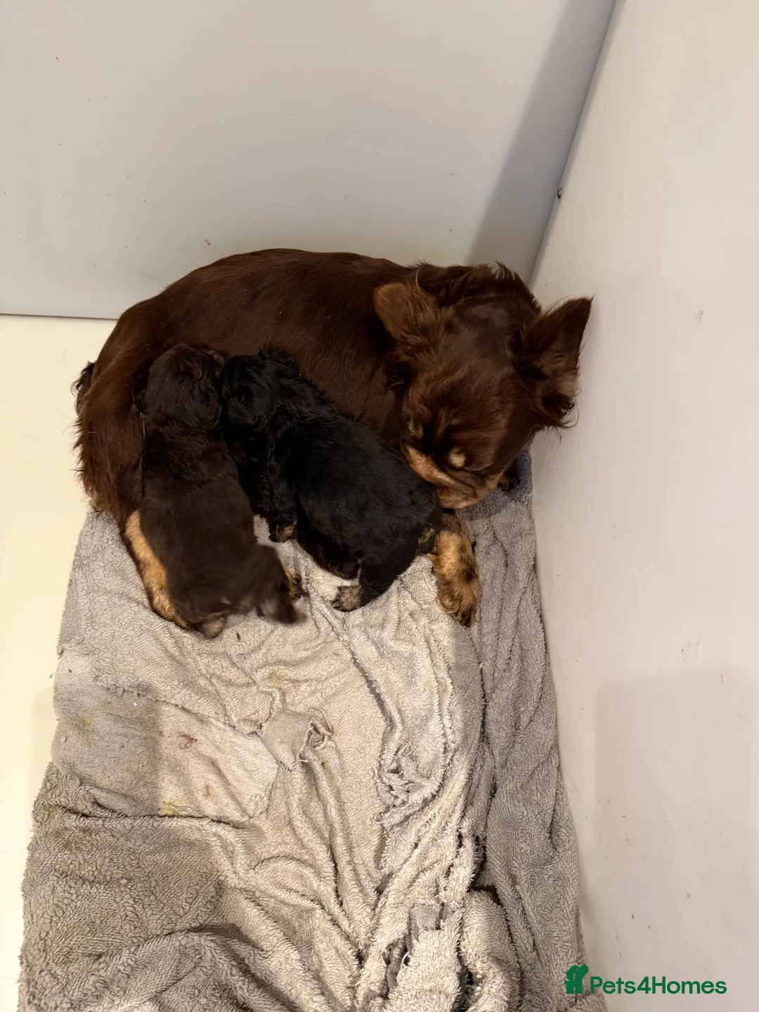 French Bulldog dogs for sale: Full fluffy French bulldogs  - Advert 7