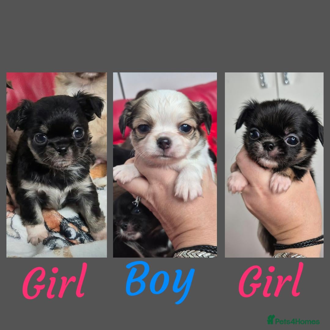Chihuahua dogs KC registered Chihuahua puppies  - Advert 1