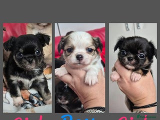 Chihuahua dogs KC registered Chihuahua puppies - Advert 8