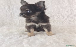 Chihuahua dogs for sale: Stunning Long Coat Chihuahua Puppies  - Image 4