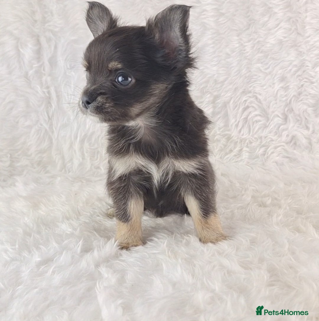Chihuahua dogs for sale: Stunning Long Coat Chihuahua Puppies  - Image 4
