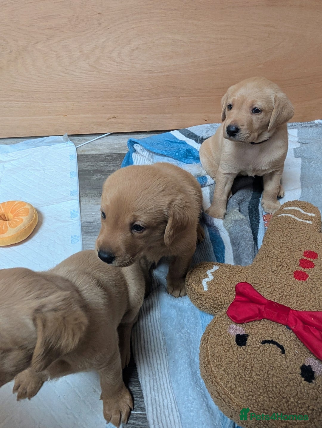 Labrador Retriever dogs for sale: Fosterwold Yellow/red Labrador pups - Image 9