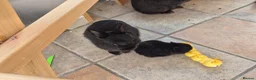 Netherland Dwarf rabbits for sale: Neverland dwarf  - Advert 1