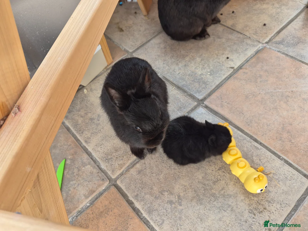 Netherland Dwarf rabbits for sale: Neverland dwarf  - Advert 1