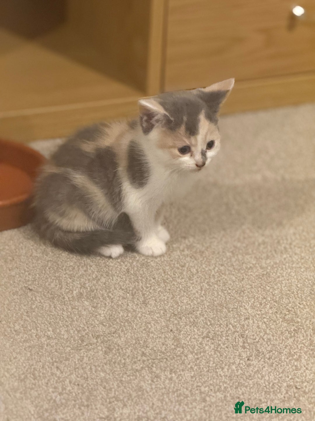 Mixed Breed cats for sale: 🤩🤩 10 beautifull fur babies 🤩🤩 - Advert 10