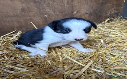 Border Collie dogs for sale: Blue Merle/ black and white border collie puppies - Image 11