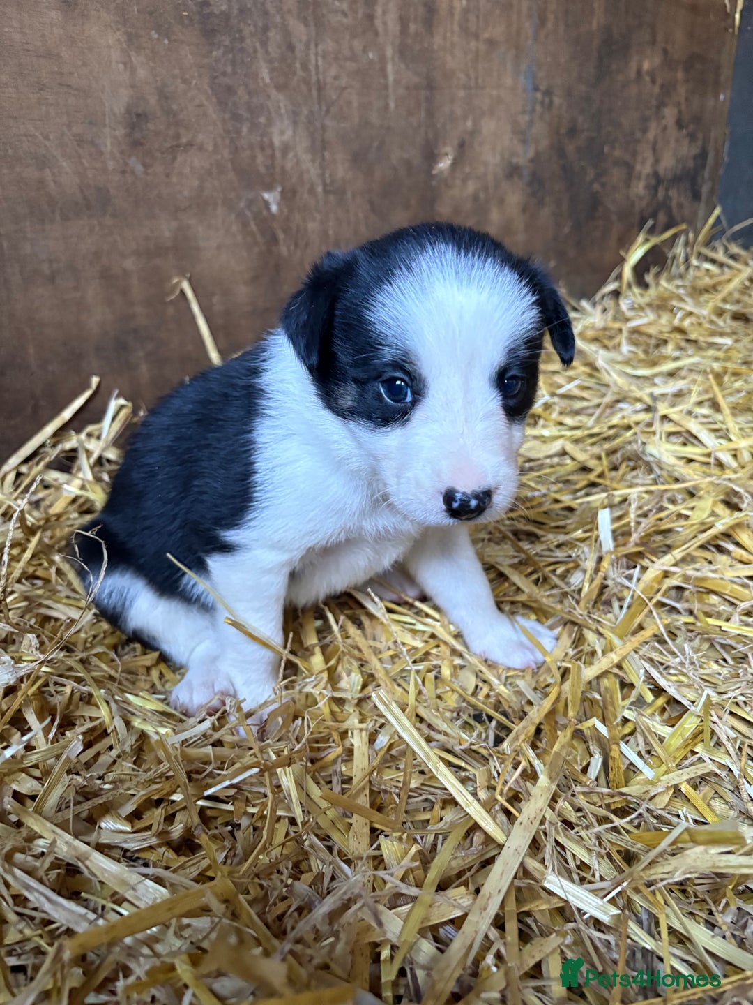 Border Collie dogs for sale: Blue Merle/ black and white border collie puppies - Image 11