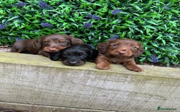 Miniature Dachshund dogs for sale: Long Haired Miniature Dachshund puppies - Image 3