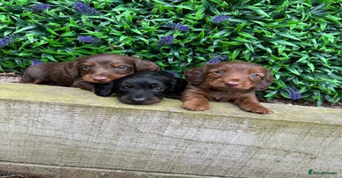 Miniature Dachshund dogs - Advert 11