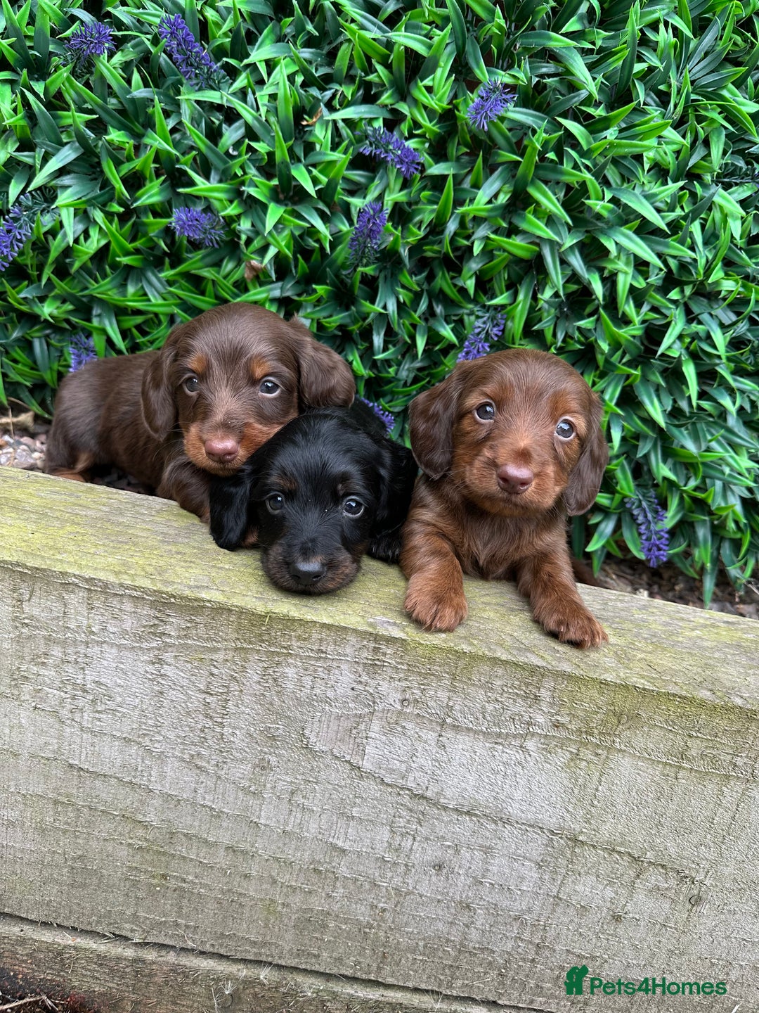 Miniature Dachshund dogs for sale: Long Haired Miniature Dachshund puppies - Image 3