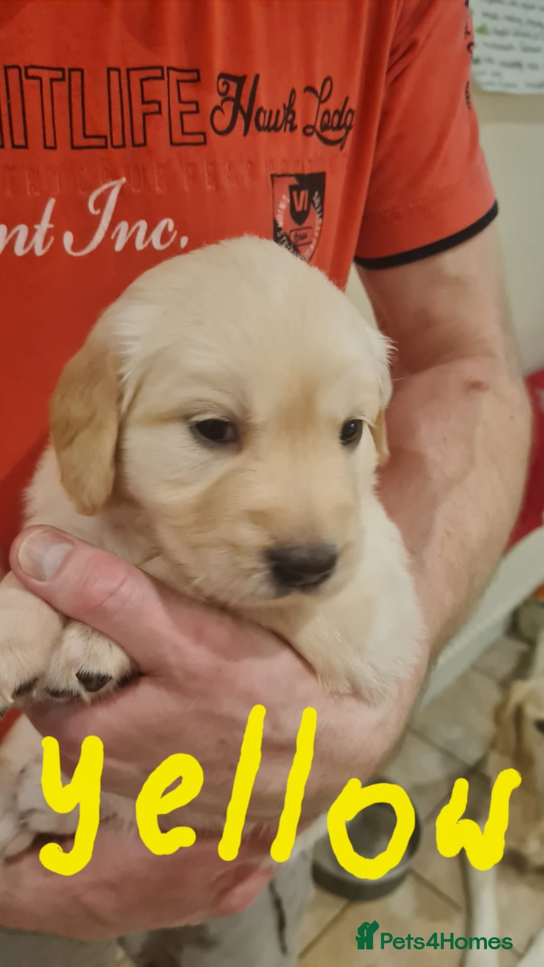 Golden Retriever dogs for sale: Golden Retriever puppies - Advert 12