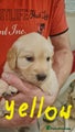 Golden Retriever Puppy 7