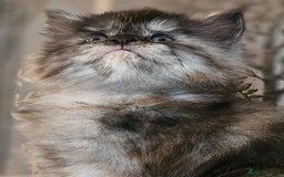 Maine Coon cats for sale: Champion Line Maine Coons –Rare, Fluffy, Gorgeous! - Image 18