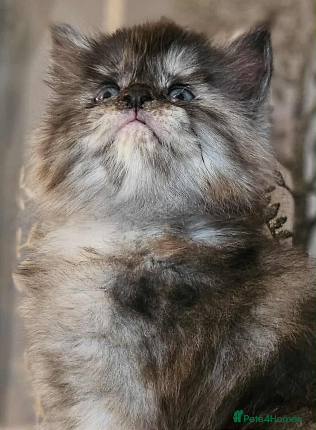 Maine Coon cats for sale: Champion Line Maine Coons –Rare, Fluffy, Gorgeous! - Image 18