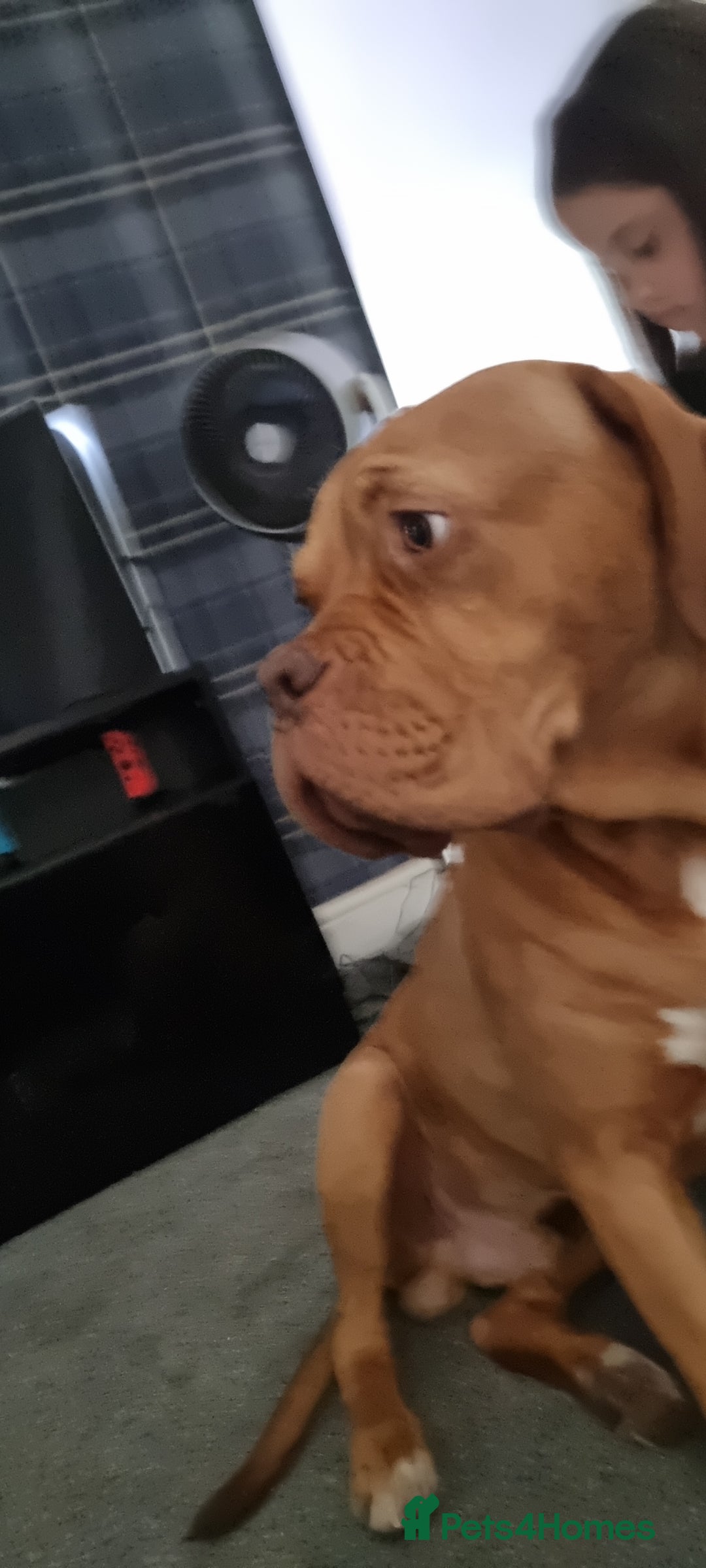 Dogue De Bordeaux dogs for sale: Dogue de bordeaux - Image 5