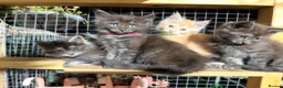 Maine Coon cats for sale: Half Maincoon Kittens  - Advert 18