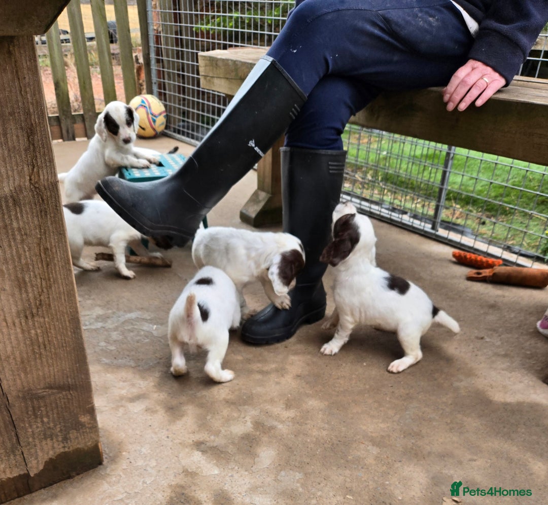 English Springer Spaniel dogs for sale: Calm,Adorable, beautiful Springer spaniel puppies. - Image 13