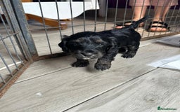Cockapoo dogs for sale: Stunning cockapoo puppies  - Image 29