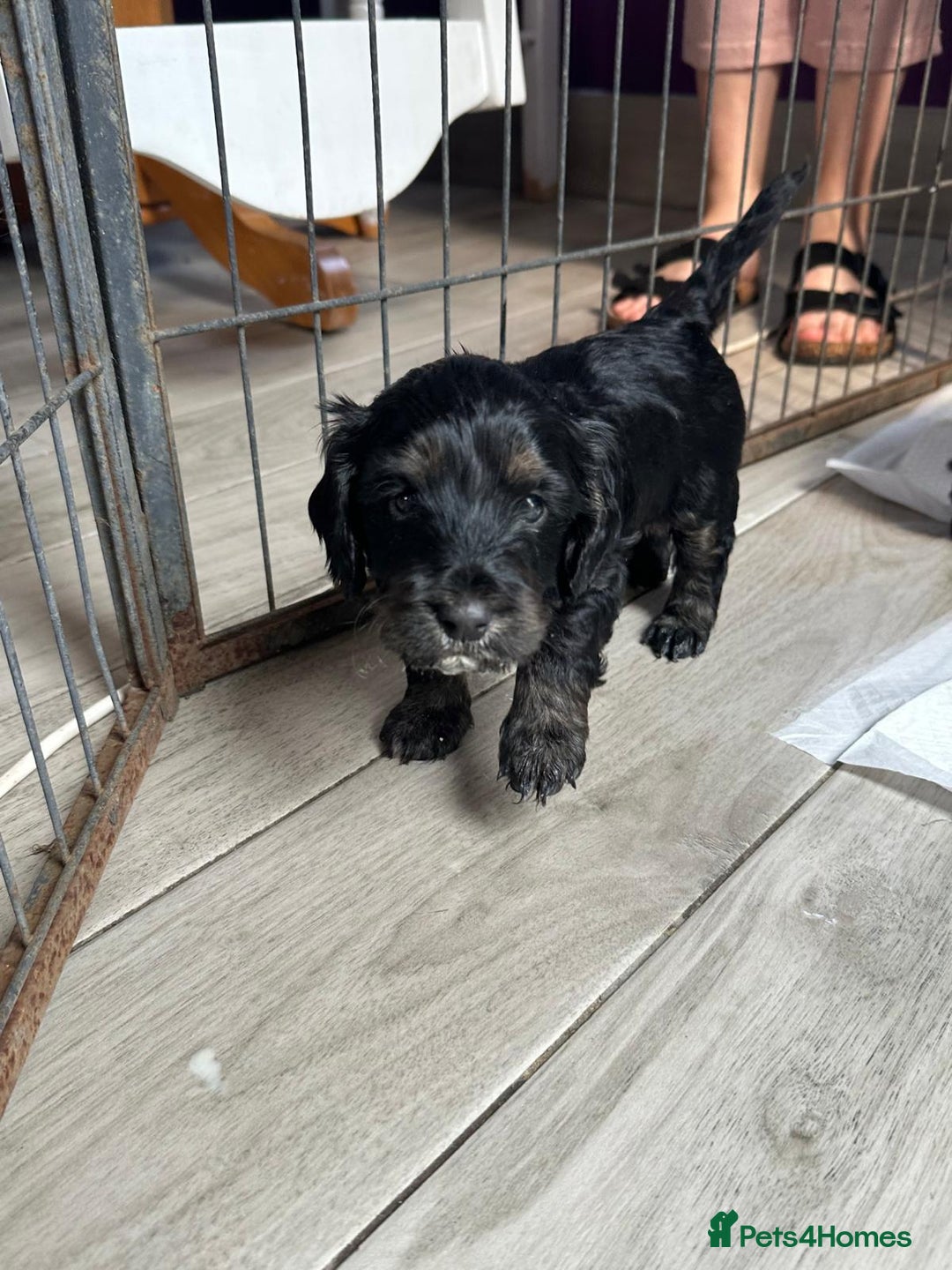 Cockapoo dogs for sale: Stunning cockapoo puppies  - Image 29