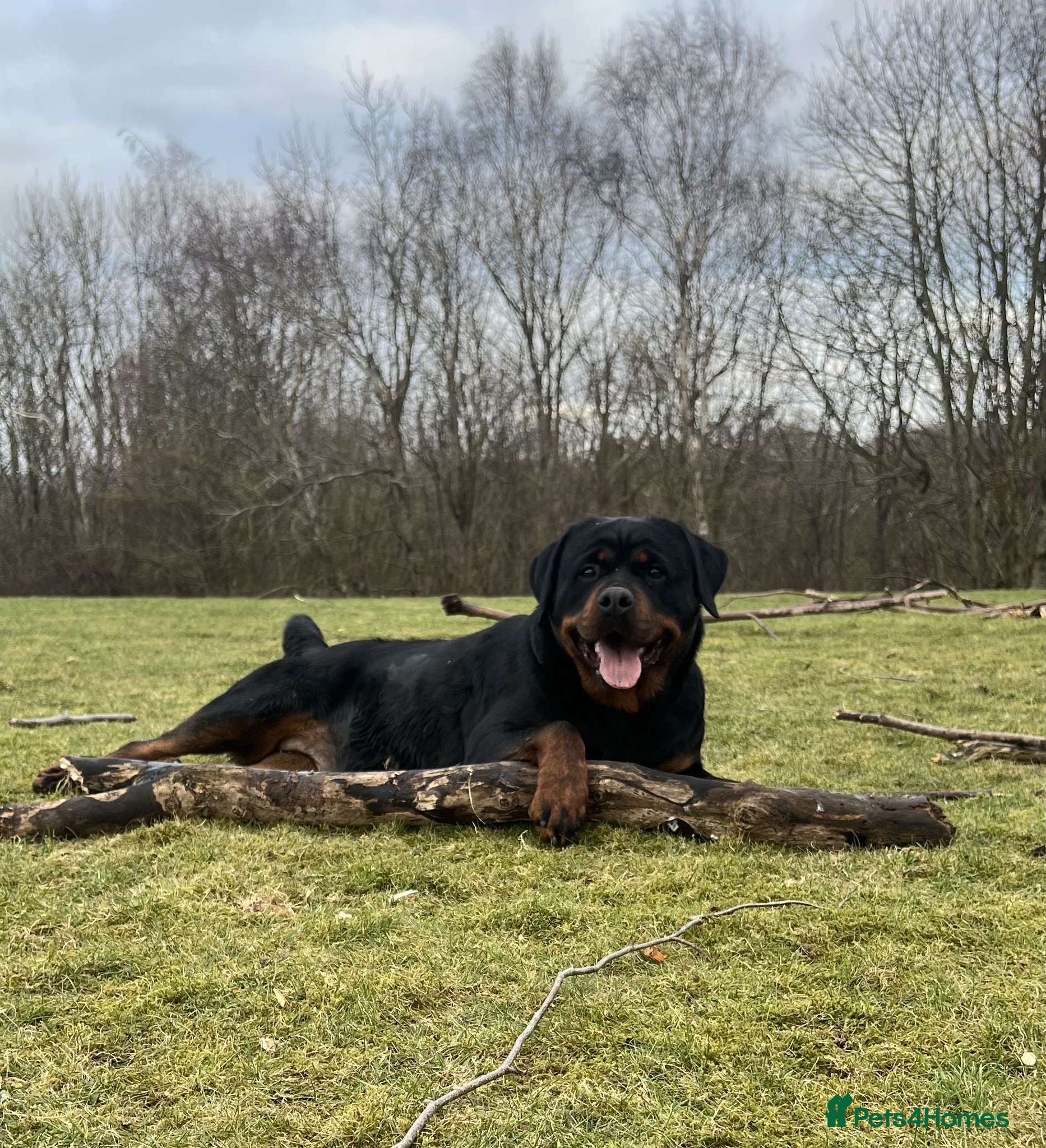 Rottweiler dogs Quality KC registered Rottweiler Puppies  - Advert 6