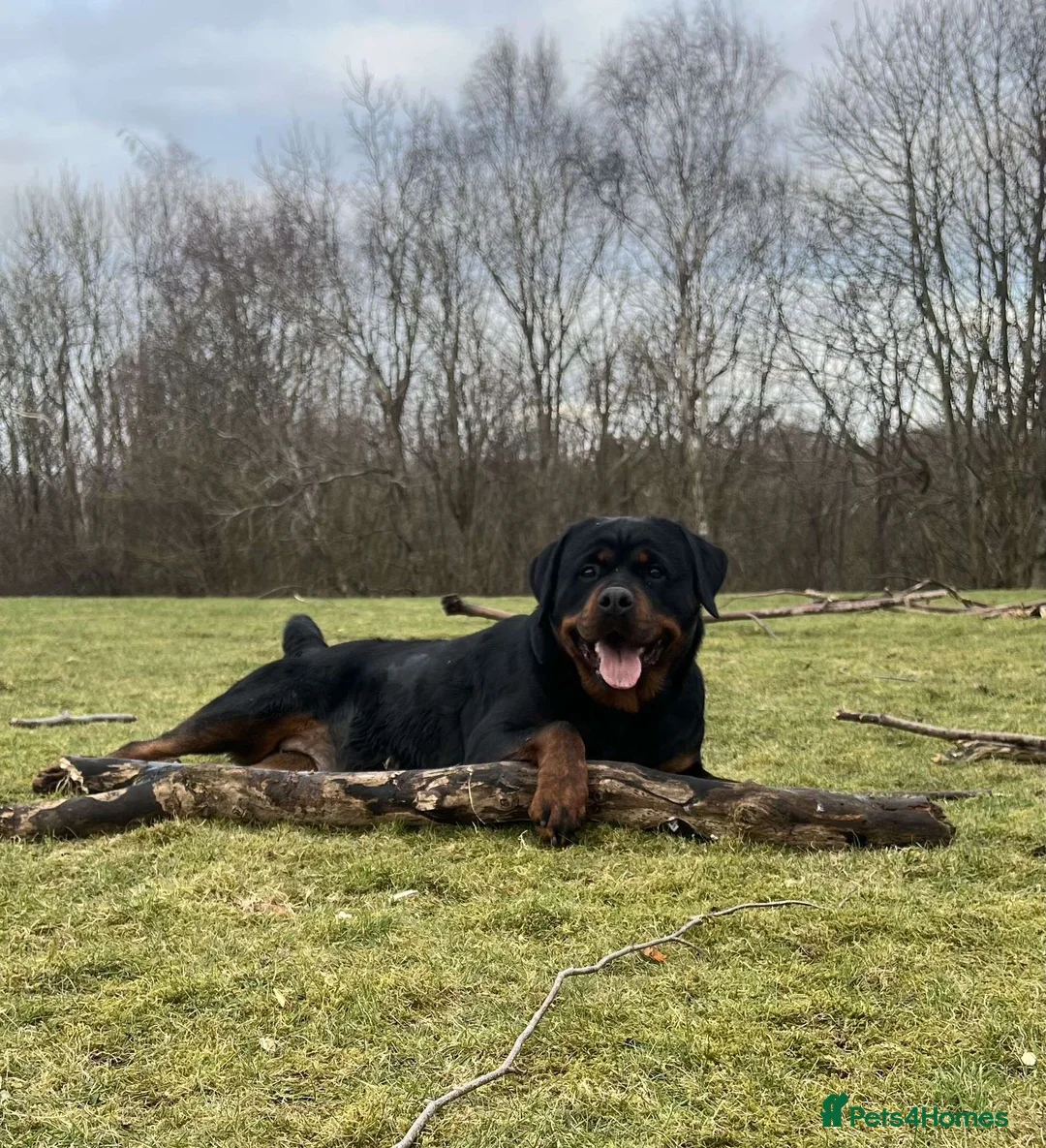 Rottweiler dogs for sale: Quality KC registered Rottweiler Puppies  - Advert 1