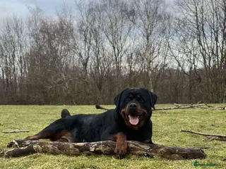 Rottweiler dogs Quality KC registered Rottweiler Puppies - Advert 1