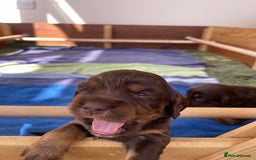 Cocker Spaniel dogs for sale:  KC Registered Working Cocker Spaniel Puppies - Image 37