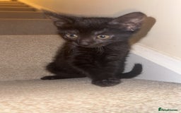 Mixed Breed cats for sale: 2x black female READY TO GO TODAY - Image 1