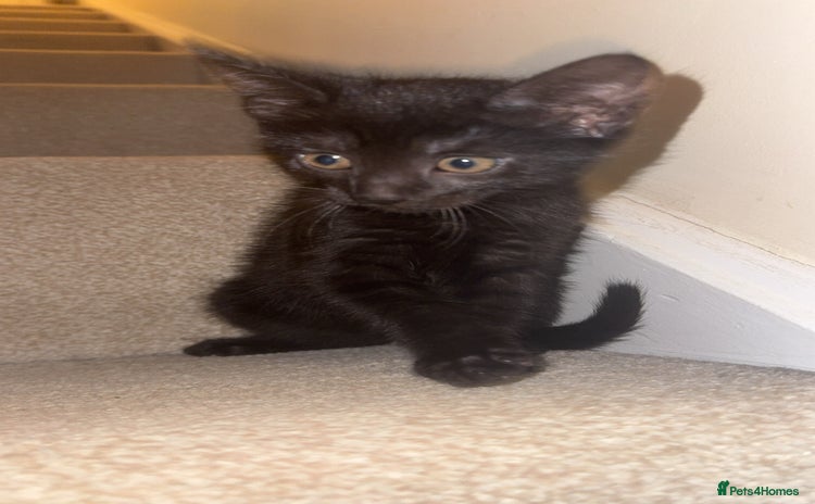 Mixed Breed cats - Advert 4