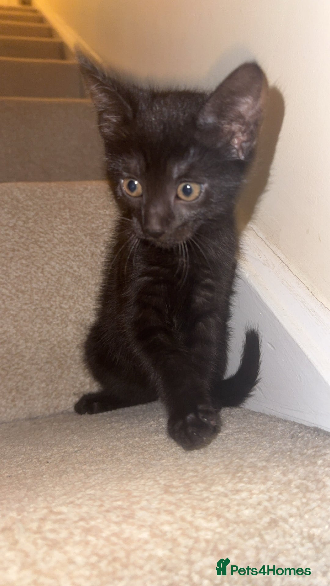 Mixed Breed cats for sale: 2x black female READY TO GO TODAY - Image 1