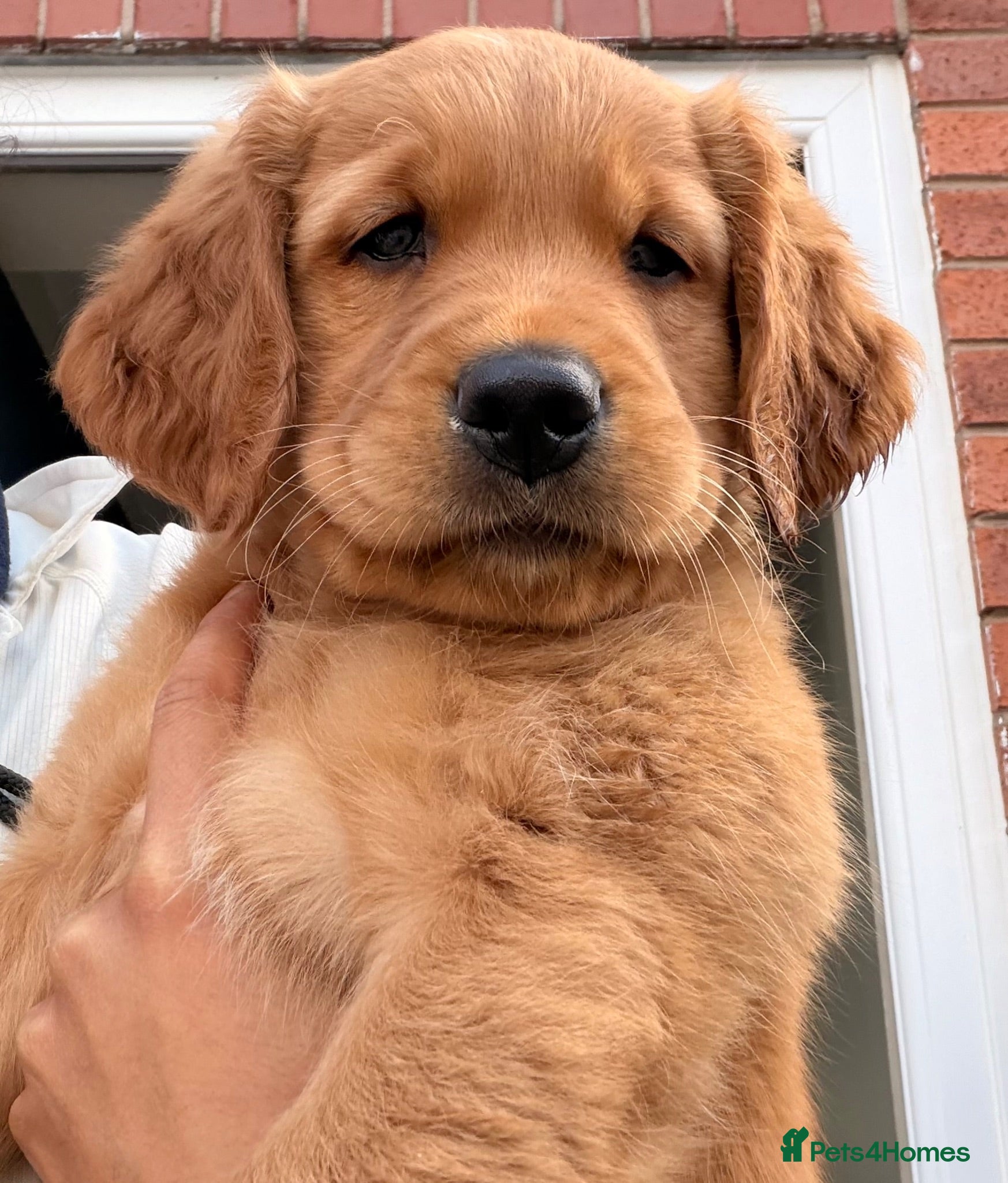 Golden Retriever dogs Excellent pedigree KC working golden retrievers  - Advert 6