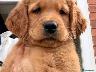 Golden Retriever dogs Excellent pedigree KC working golden retrievers - Advert 6