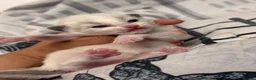 Ragdoll cats for sale: Active bi color Registered Ragdoll kittens - Advert 7