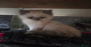 British Shorthair cats - Advert 3