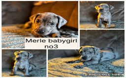 Mixed Breed dogs for sale: Rhodesian Ridgeback x Cane Corso puppies for sale - Image 4