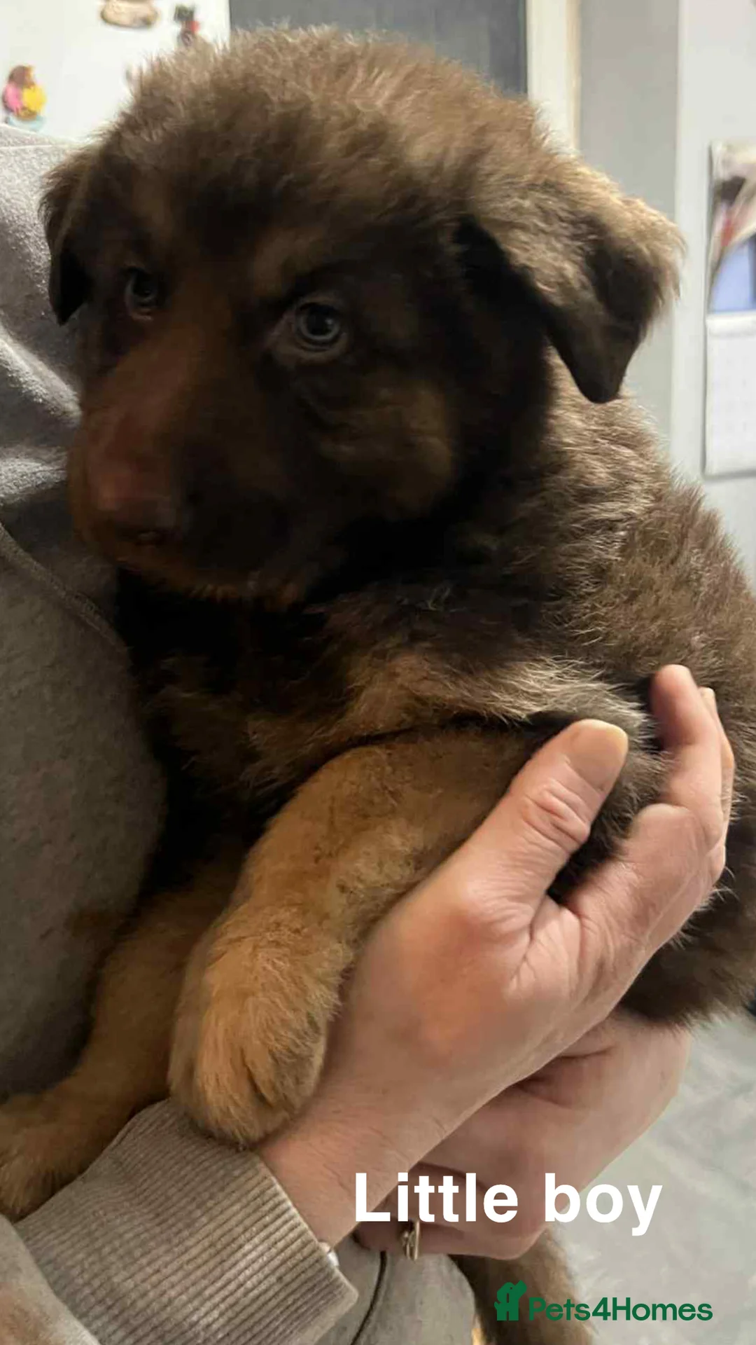 German Shepherd dogs for sale: Beautiful liver and tan German Sheperd - Advert 5