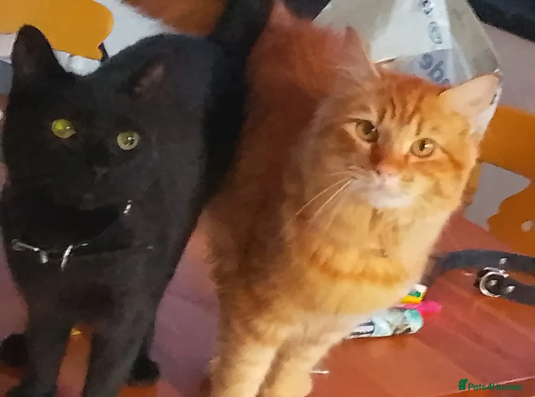 Mixed Breed cats for sale: Female cat - Advert 5