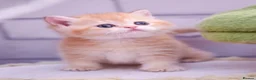 Scottish Fold cats for sale: Scottish fold and straight girls - Advert 33