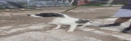 Mixed Breed dogs for sale: PresaAlabai - Advert 6