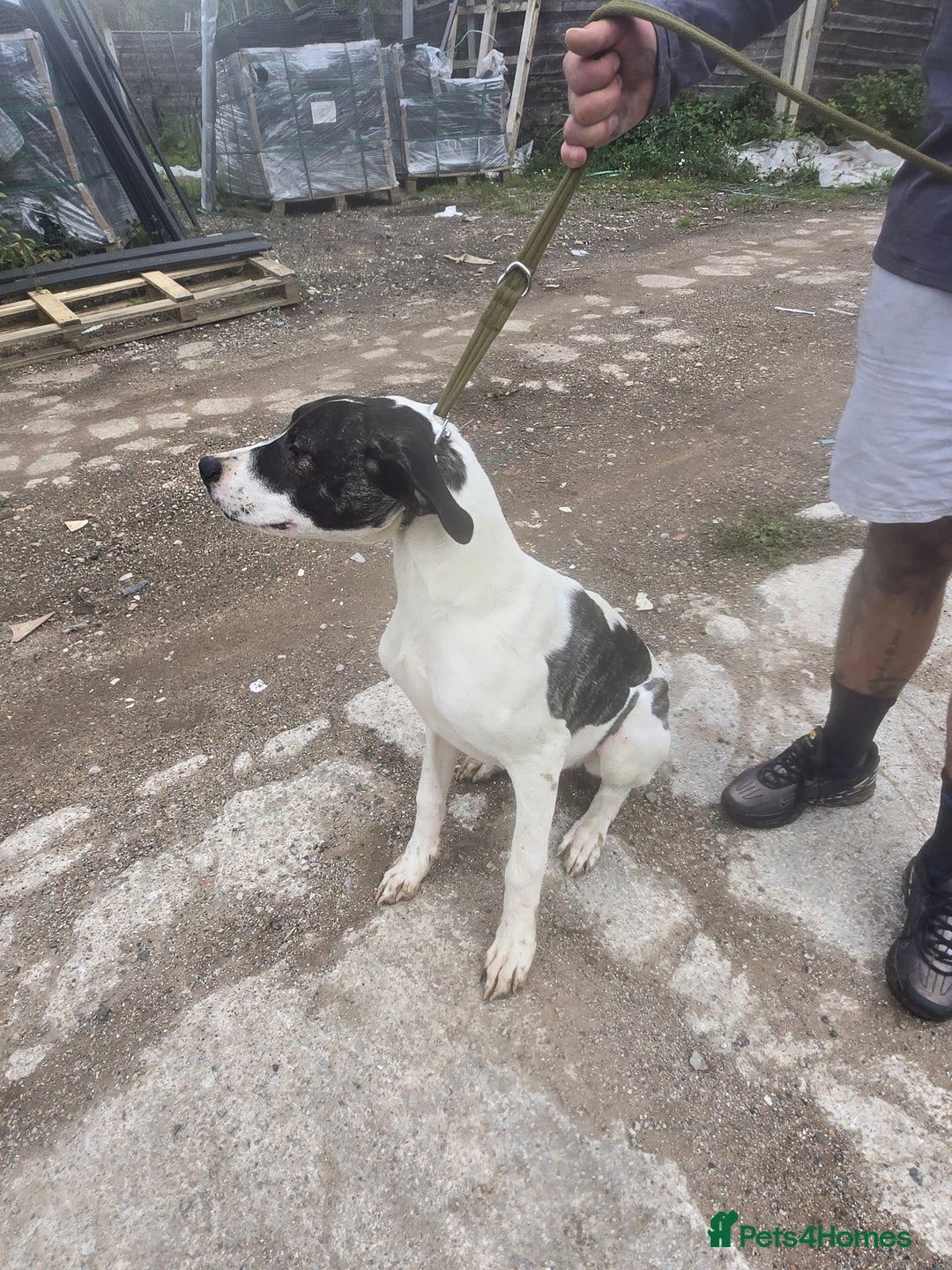 Mixed Breed dogs for sale: PresaAlabai - Advert 6