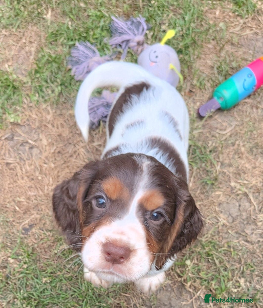 Cocker Spaniel dogs ⭐ ONLY 1 LEFT ⭐Beautiful cocker spaniel puppies - Advert 11