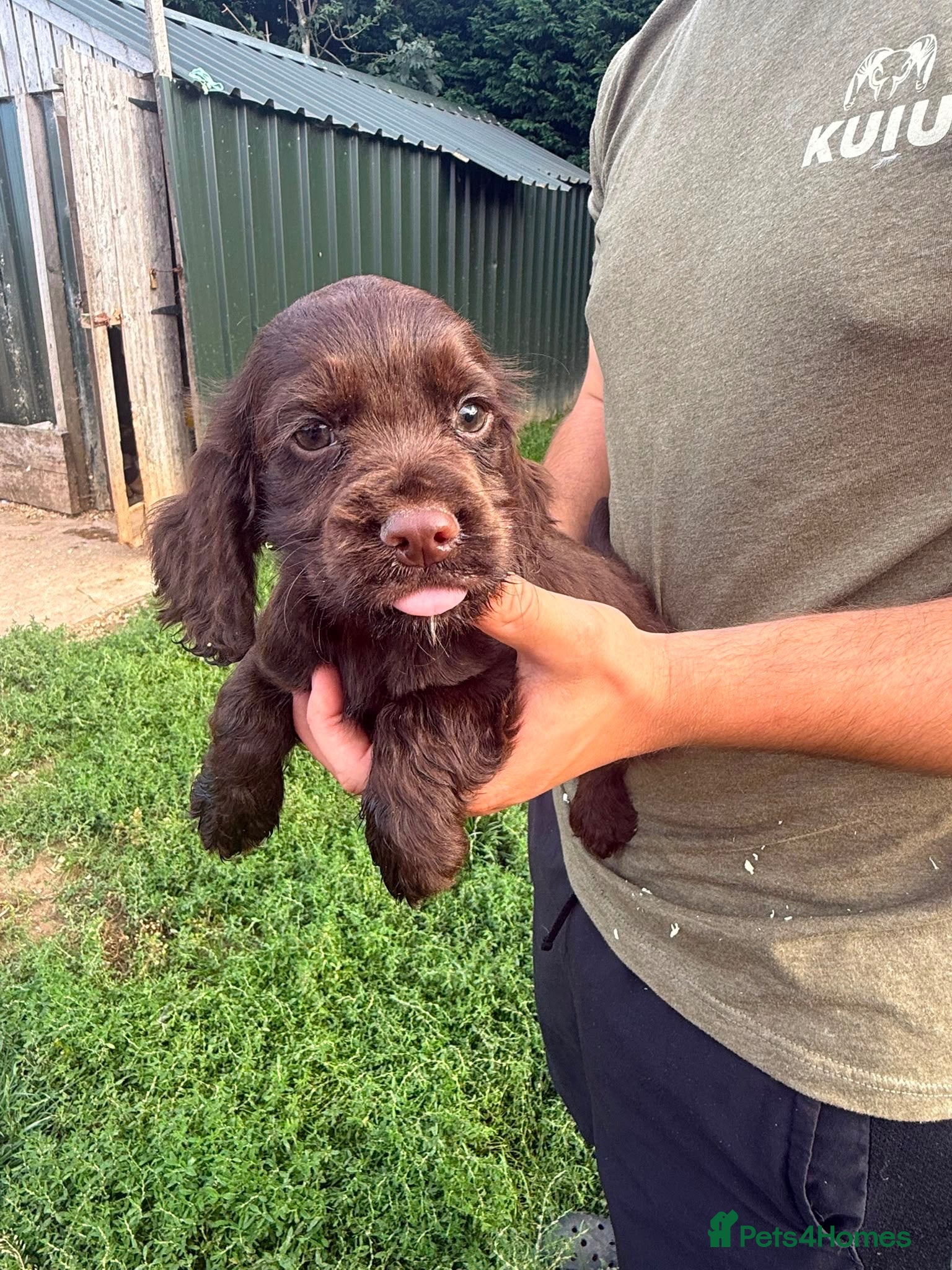 Cocker Spaniel dogs Working kc registered pups - Advert 2