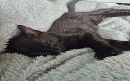 Mixed Breed cats for sale: 4 lovly kittens - Image 25