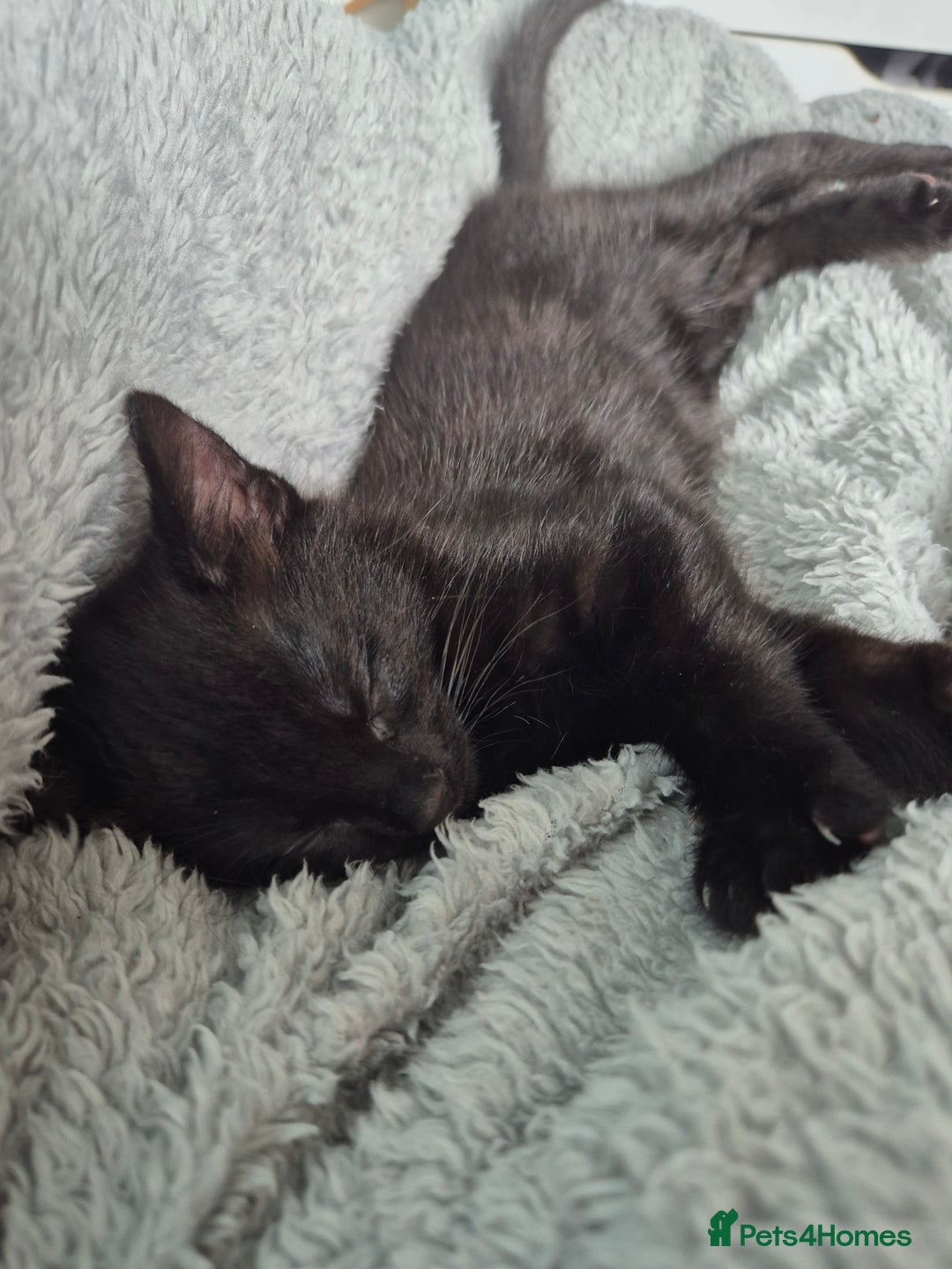 Mixed Breed cats for sale: 4 lovly kittens - Image 25