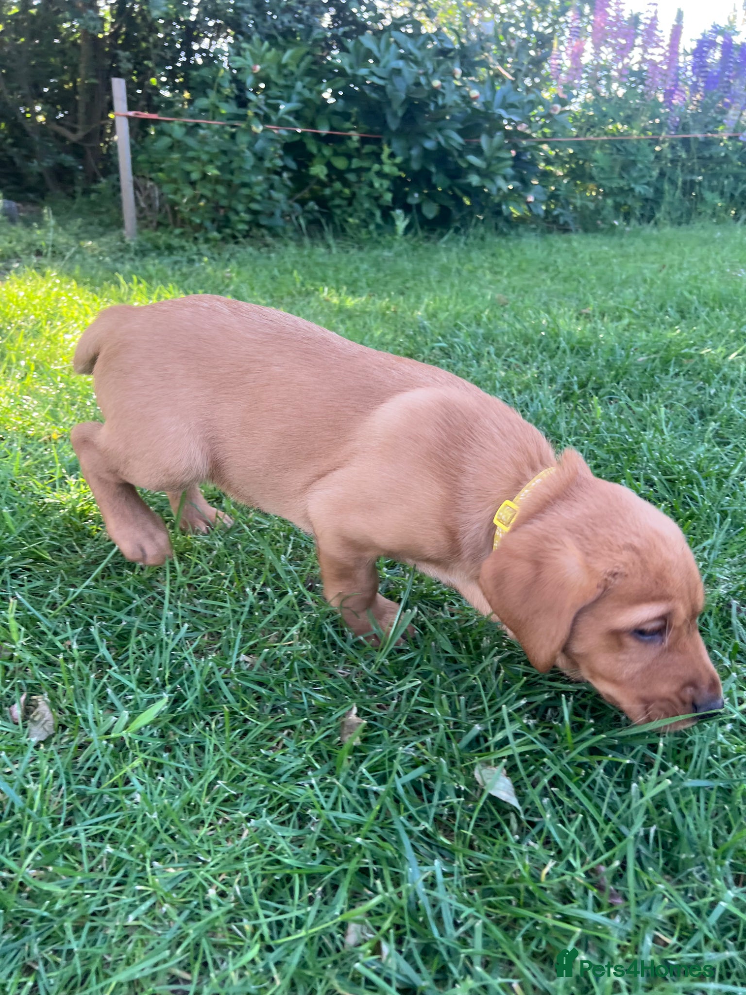 Labrador Retriever dogs Stunning Fox Red Labrador pups for sale - Advert 11